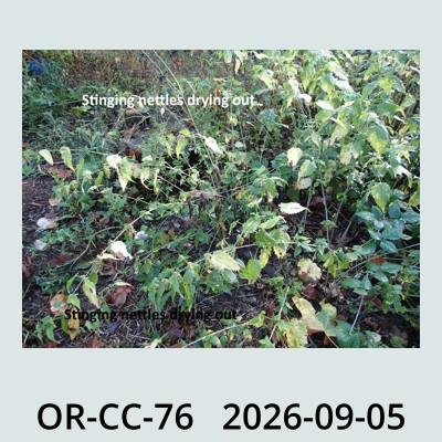 Hail Obs Photo