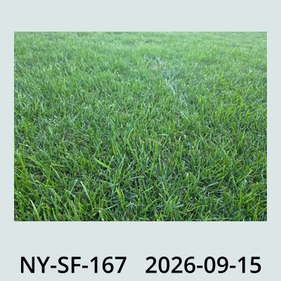 Hail Obs Photo