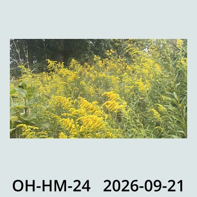 Hail Obs Photo