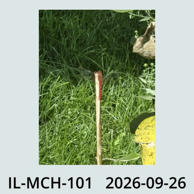 Hail Obs Photo