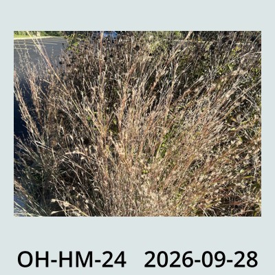 Hail Obs Photo