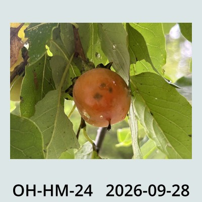 Hail Obs Photo
