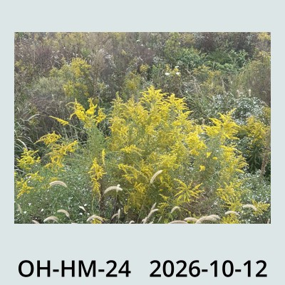 Hail Obs Photo