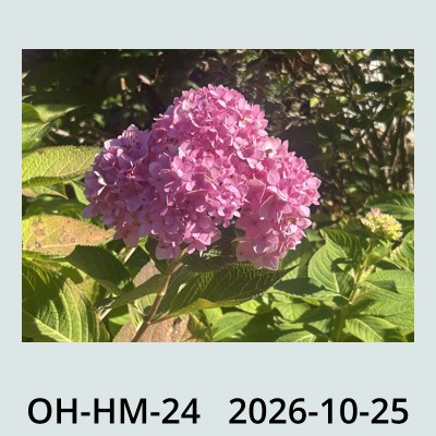 Hail Obs Photo