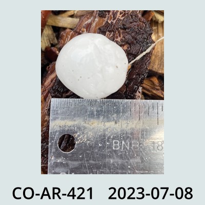 Hail Obs Photo