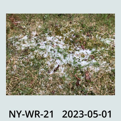 Hail Obs Photo