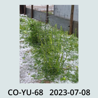 Hail Obs Photo