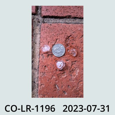 Hail Obs Photo