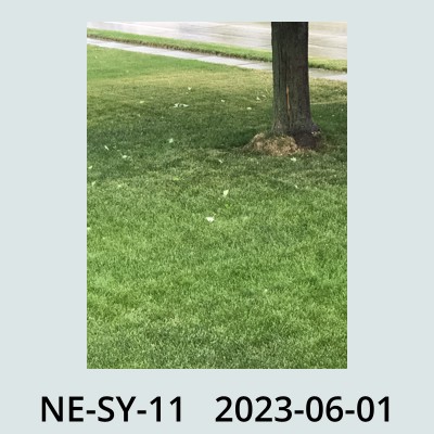 Hail Obs Photo