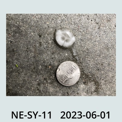 Hail Obs Photo