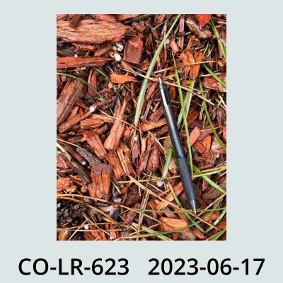Hail Obs Photo