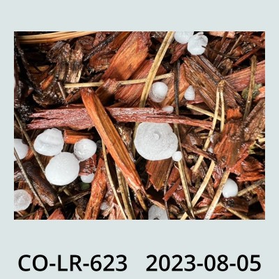 Hail Obs Photo