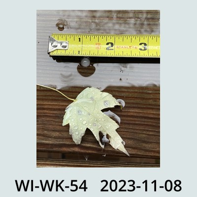 Hail Obs Photo