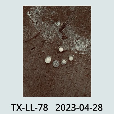 Hail Obs Photo