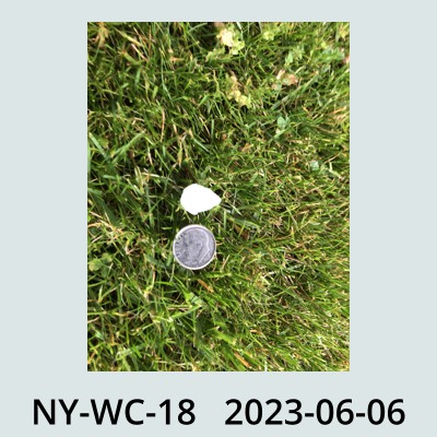 Hail Obs Photo
