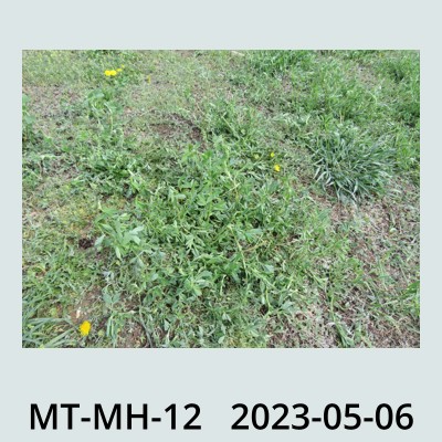 Hail Obs Photo