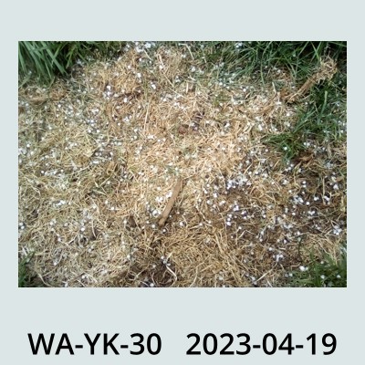 Hail Obs Photo