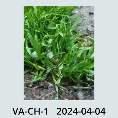 Hail Obs Photo