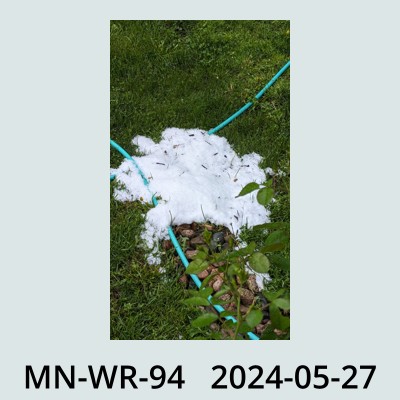 Hail Obs Photo