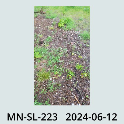 Hail Obs Photo