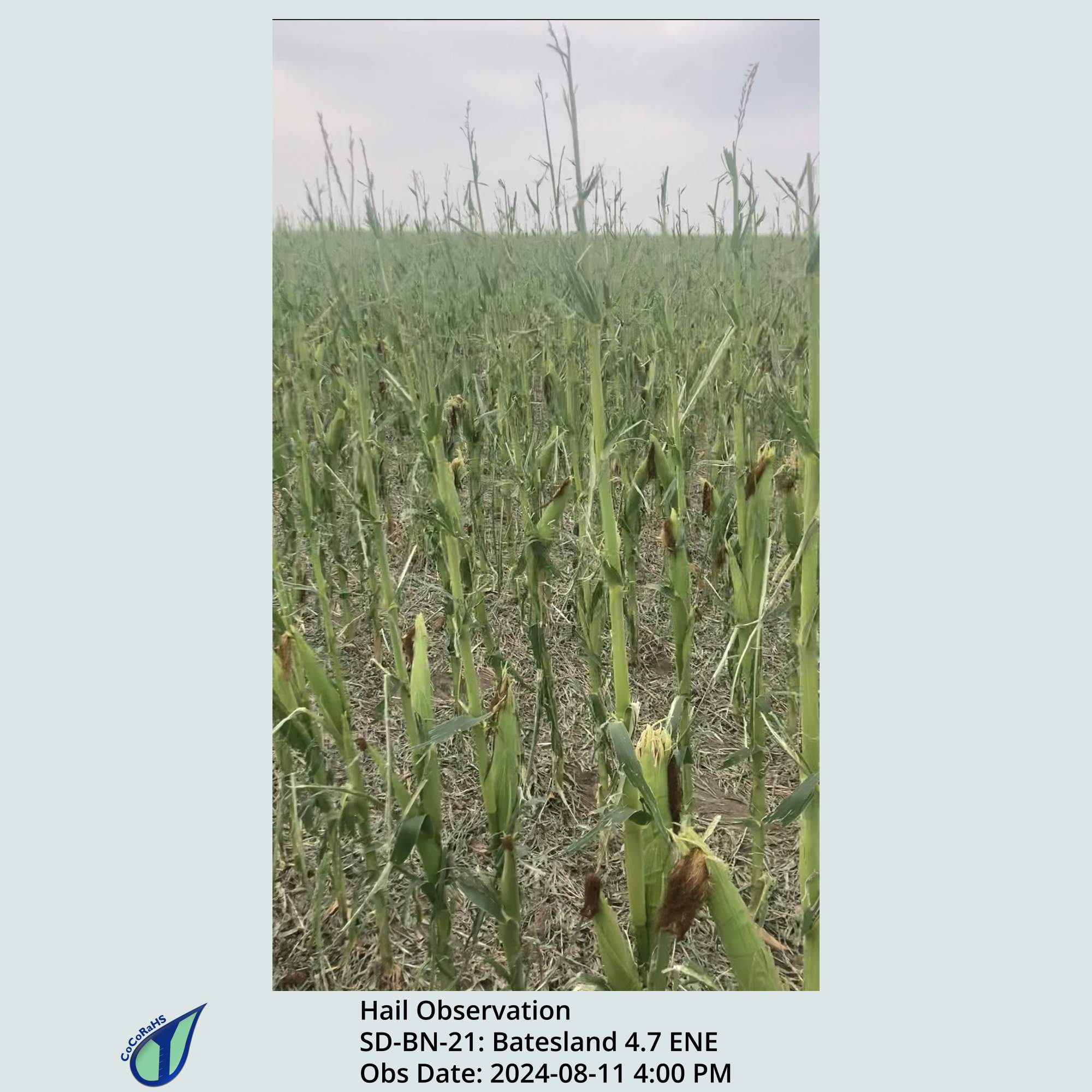 Full size version of the thumbnail.