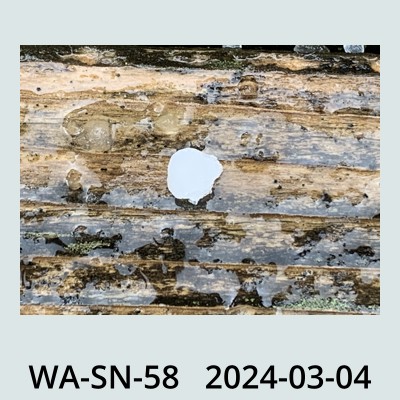 Hail Obs Photo