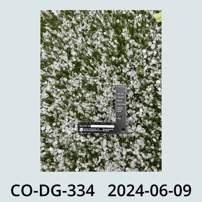 Hail Obs Photo