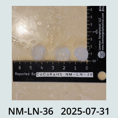 Hail Obs Photo