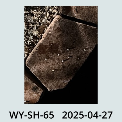Hail Obs Photo