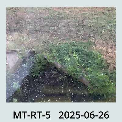 Hail Obs Photo