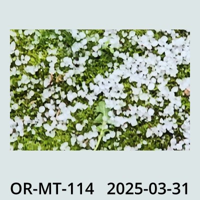 Hail Obs Photo
