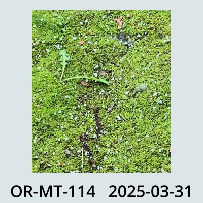 Hail Obs Photo