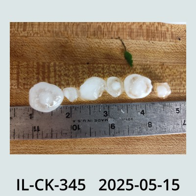 Hail Obs Photo