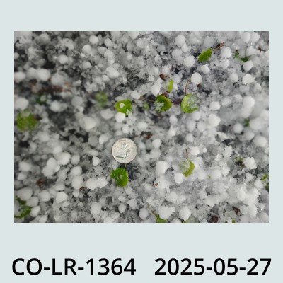 Hail Obs Photo