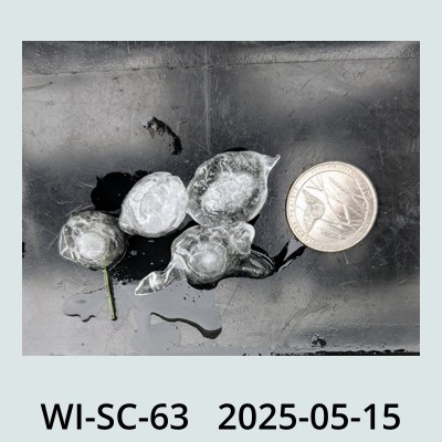 Hail Obs Photo