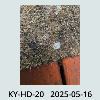 Hail Obs Photo