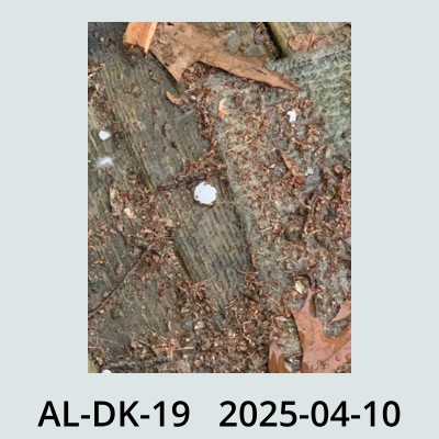 Hail Obs Photo