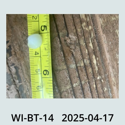Hail Obs Photo