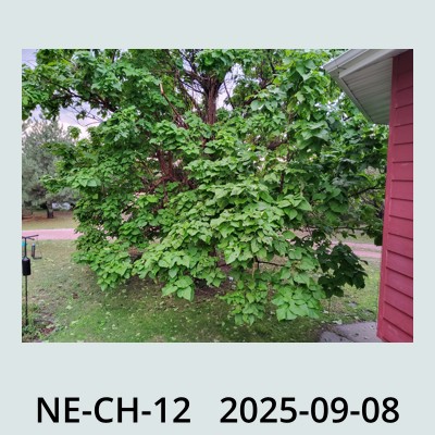 Hail Obs Photo