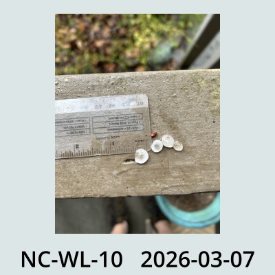 Hail Obs Photo