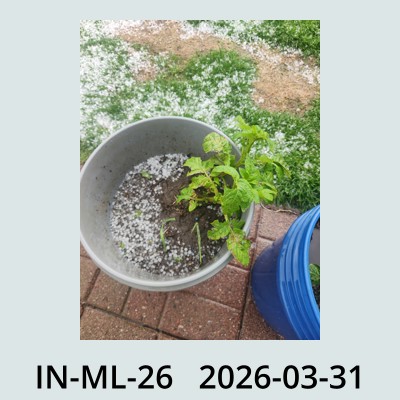 Hail Obs Photo