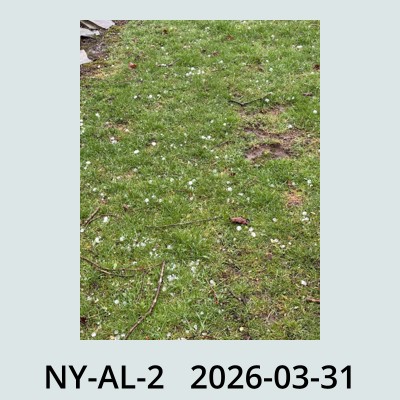 Hail Obs Photo