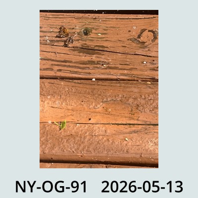 Hail Obs Photo