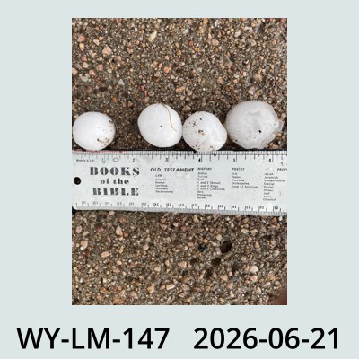 Hail Obs Photo